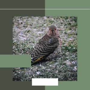 Feelings for Enchanting Afternoons - Bossa Nova Lounge