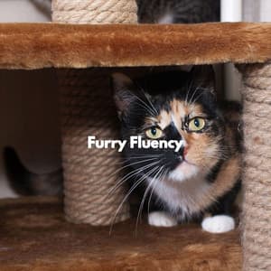 Furry Fluency - Cat Music Relaxation