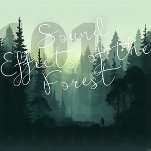 Sound Effects of the Forest - 101 Nature Sounds