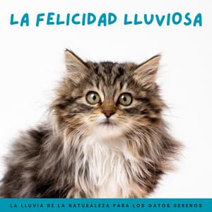 La Felicidad Lluviosa: La Lluvia De La Naturaleza Para Los Gatos Serenos - Juegos Lofi