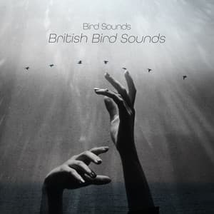 100 British Bird Sounds - Bird Sounds