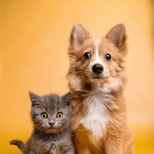 Melodías Lofi Para Mascotas: Capas Armónicas Relajantes - Siempre Lloviendo