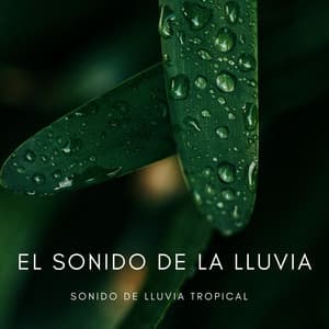El Sonido De La Lluvia: Sonido De Lluvia Tropical - Naturaleza Sonidos