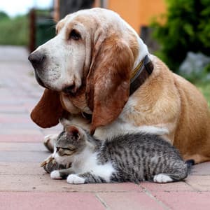 Enchanted Tranquility: Forest Singing Bowl Pet Melodies - Ambient Forest