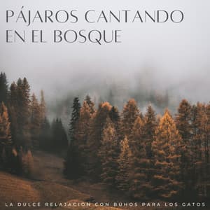 Pájaros Cantando En El Bosque: Encontrar La Paz Interior En Medio Del Aguacero - Frutas de lluvia