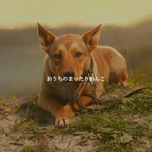 おうちのまったりわんこ - Musica da Lavoro