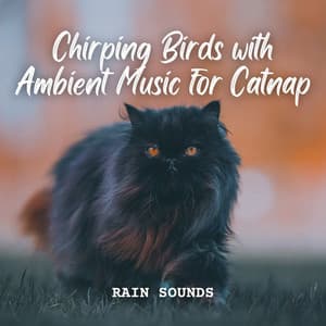 Rain Sounds: Chirping Birds with Ambient Music for Catnap - Rainy Day Music