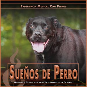 Sueños de Perro: Momentos Tranquilos en la Naturaleza para Dormir - Experiencia Musical Con Perros