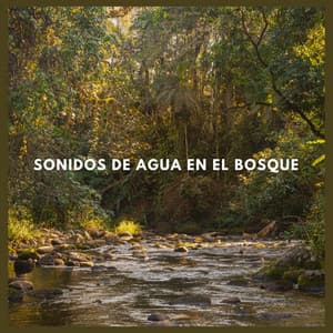 Sonidos de Agua en el Bosque - Sonidos De Agua