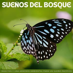 Sueños Del Bosque: Insectos Y Una Armonía Ambiental Para Un Sueño Pacífico - Fondos de sonidos de la naturaleza