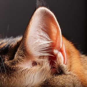 Music For Cats That Brings Relaxation And Play - Some Relaxing Music for Cats