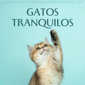 Gatos Tranquilos: Pistas Lofi Para Felinos Tranquilos - Resplandor Lofi