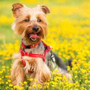 Music for Doggies and Holidays - Warm Jazz Quintet - Relax My Puppy