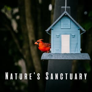 Nature's Sanctuary: Spa Indulgence with Chill and Bird Sounds - Bird Sounds
