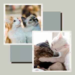 Backdrop for Chilly Cats - Entertaining Jazz Quintet - Cat Music Studio