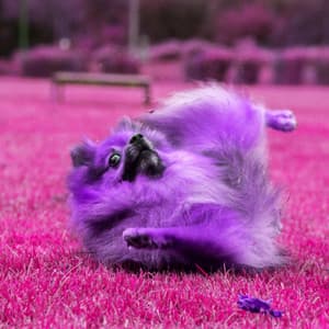 Vibrant Guitar Trio - Background for Affectionate Doggy - Doggy Music Radio