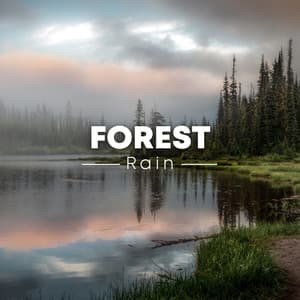 Forest Rain - Rain Sounds Sleep