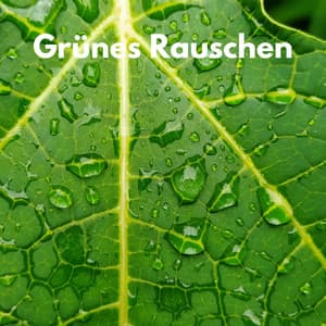 Grünes Rauschen - Weißes Rauschen Forschung