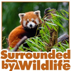 Surrounded by Wildlife - Natural Sound Makers