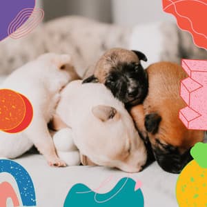 Entertaining Jazz Ballad - Bgm for Calming Your Doggie - Dog Music Experience