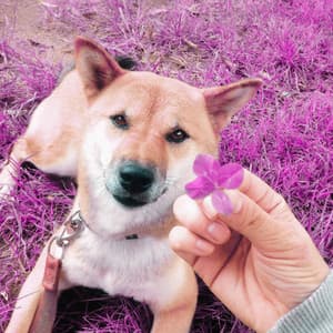 Music for Doggy Evening Energy - Dog Relaxation Music