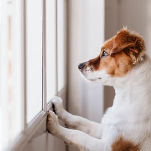 Dog Serenity: Music for Peaceful Canines - Morning Calm Playlist