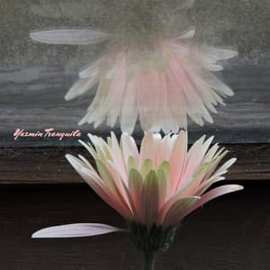 Niebla y liberación - Yazmin Tranquila