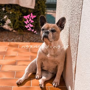 ハウスバウンド・ハウンズ - Cafe Music Deluxe