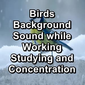 Birds Background Sound while Working Studying and Concentration - Nature Bird Sounds