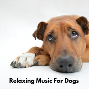 Relaxing Music for Dogs - Pet Care Music Therapy