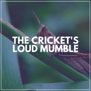 The Cricket's Loud Mumble - Cricket Sounds