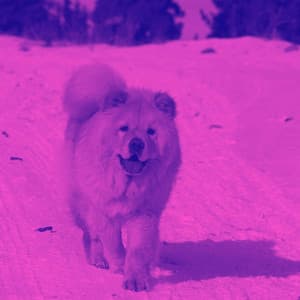 Jazz Guitar - Background Music for Jazzy Dogs - Doggy Music Radio