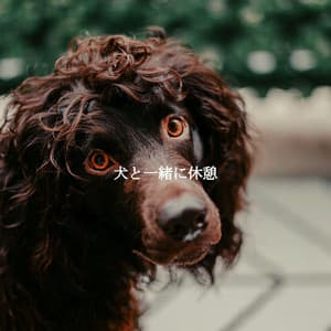 犬と一緒に休憩 - Música Relax para Bares