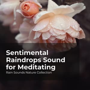Sentimental Raindrops Sound for Meditating - Rain Sounds Nature Collection