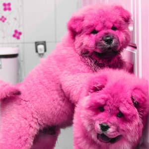 Music for Doggy Work - Simple Piano Duo - Good Dog Music