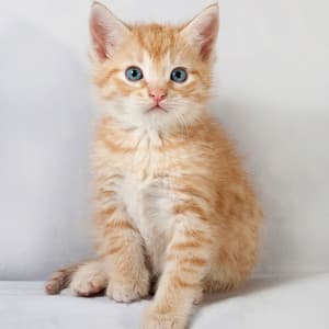 Reflective Cat Serenade: A Peaceful Time of Chill Music - Peaceful Sounds Zone