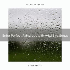 ! Enter Perfect Raindrops with Wild Bird Songs - Rain Recorders