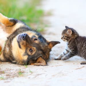 Pet's Rainy Serenade: Piano Bliss Unleashed - Pet Music Therapy