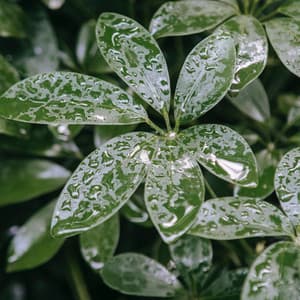 Rainy Weather - Calm Things