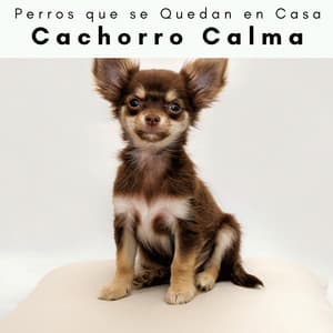 4 Patas: Cachorro Calma - Perros que se Quedan en Casa