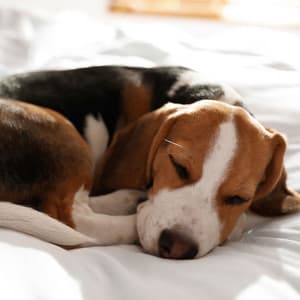 Serene Dog Dreamland: Binaural Theta Waves for Peaceful Sleep - Songs for Dogs to Sleep To