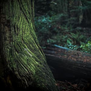 Quick insomnia help with rain ambient noises - Deep Sleep Rain Sounds