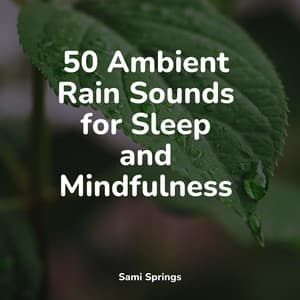 50 Ambient Rain Sounds for Sleep and Mindfulness - Sound of Rain