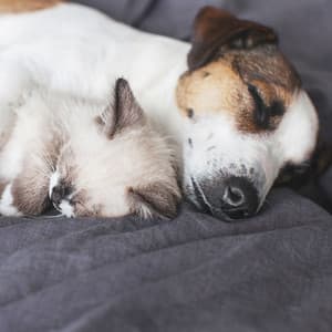 Jazz Pet Dreams: Furry Companions Bonding in the Coffee Shop - Latino Jazz Cafe