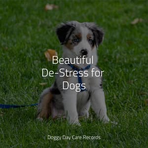 Beautiful De-Stress for Dogs - Sleeping Music For Dogs