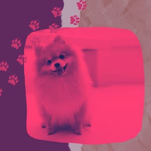 Music for Cute Dogs - High Class Glockenspiel Music - Dog Chill Out Music