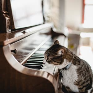 Feline Fancy: Piano for Cats - Piano Cat