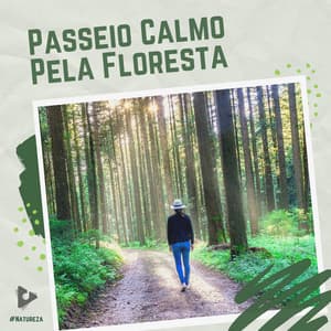 Passeio Calmo Pela Floresta - #Natureza