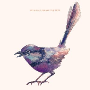 Music For Birds 2 - Relaxing Piano For Pets