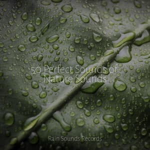 50 Perfect Sounds of Nature Sounds - Music For Absolute Sleep
